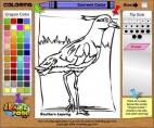 Coloring Southern Lapwing